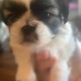 Star - Tricolor female Shih Tzu puppy in Riverside, California from Angel Babies
