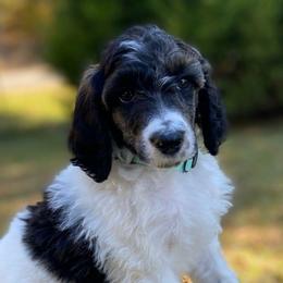 Max Full AKC - Parti male Poodle puppy in Alpine, Alabama from Alpine Acres Poodles