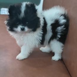 Battleship American - Black parti female Pomeranian puppy in Northport, Alabama from 007 Hamilton Pomeranian