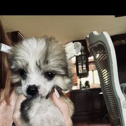 Sable tri - Slate male Chinese Crested puppy in Salt Lake City, Utah from Naked & Famous