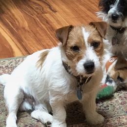 Kazoo - Russell Terrier