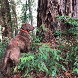 Chesapeake Bay Retriever All Grown Up from Wild Wood Chesapeakes
