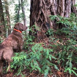 Chesapeake Bay Retriever All Grown Up from Wild Wood Chesapeakes