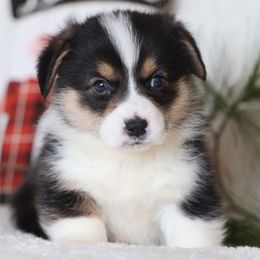 Anchor - Black and tan male Pembroke Welsh Corgi puppy in Morgantown, Pennsylvania from Goldstar Puppies (License Number 18519)