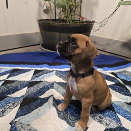 Miss White - Fawn female Boxer puppy in Prairieville, Louisiana from Puppy Patch