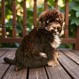 Caspian - Poodle
