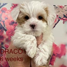 Draco - Parti male Yorkshire Terrier puppy in Forest, Virginia from Majestic Touch Kennels and Pet Services