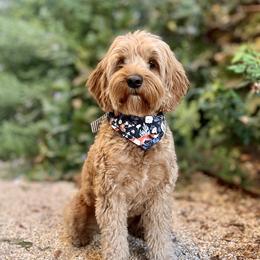 Finn - Labradoodle