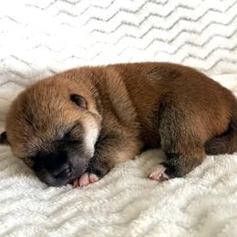 Ella - Red female Shiba Inu puppy in Trenton, Nebraska from Prairie Shibas