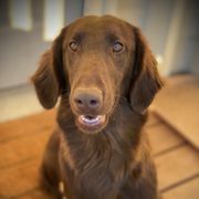 Bailey - Flat-Coated Retriever