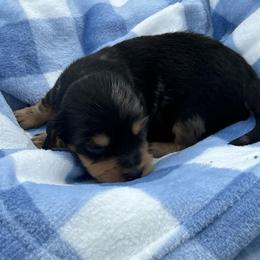 Dave - Dapple male Dachshund puppy in Paris, Texas from Michel Creek Kennel