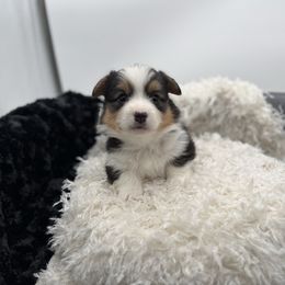 Cedar- tan collar - Black and tan male Pembroke Welsh Corgi puppy in Benjamin, Utah from Nuna’s  Corgis