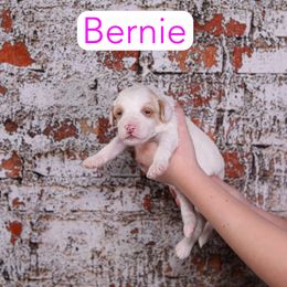 Bernie - Apricot female Goldendoodle puppy in Calhoun, Georgia from Happy Top Doodles