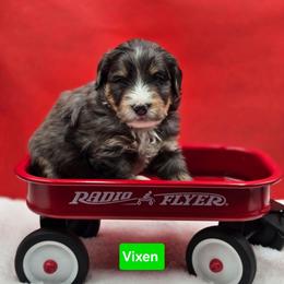 Vixen- Green collar - Blue merle male Bernedoodle puppy in Summerville, South Carolina from Channys Doodles