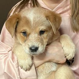 Rosie - Red speckled female Australian Cattle Dog puppy in Saint Albans, Maine from Australian Cattle Cuties and littles