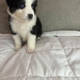 Australian Shepherd Puppies from Double R Farm Aussies