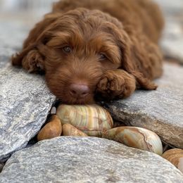 Australian Labradoodle Puppies from Cascade Canyon Labradoodles