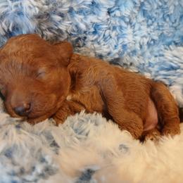 Claudette - Red  female Poodle puppy in Blanch, North Carolina from Faithful Hearts Kennel