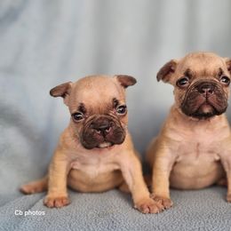 Boston Terrier, Bulldog, and French Bulldog Puppies from Willamette Valley Bullies