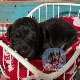 Louie - Chocolate and tan male Dachshund puppy in Adamsville, Tennessee from Shiloh Ridge Dachshunds