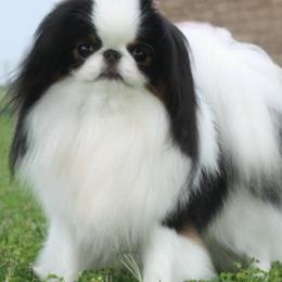 Japanese Chins from Sakura Japanese Chin