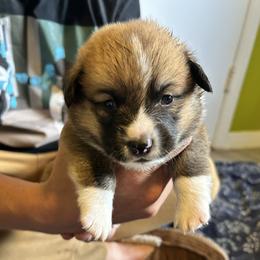 Spin - Red male Pembroke Welsh Corgi puppy in Birmingham, Alabama from Delaney’s Corgis