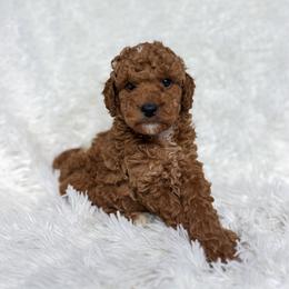 Cayden - Apricot male Goldendoodle puppy in Reeds Spring, Missouri from As Good As Goldendoodles and more