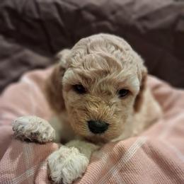 Etta - Cream female Aussiedoodle puppy in Mena, Arkansas from Ouachita River Cockapoos
