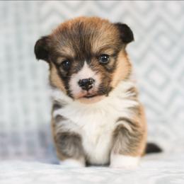 Cinder - Sable female Pembroke Welsh Corgi puppy in Plains, Montana from Diamond Corgis