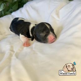 Dahlia - Piebald female Dachshund puppy in Ocala, Florida from The Wiener Family