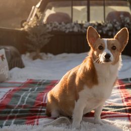 American Corgis and Pembroke Welsh Corgis from Rockin' CC Corgis