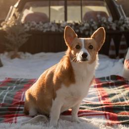 American Corgis and Pembroke Welsh Corgis from Rockin' CC Corgis