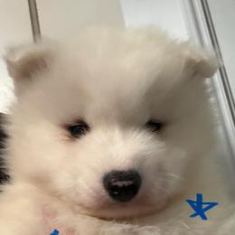 Blue Boy - White male Samoyed puppy in Hellertown, Pennsylvania from O’blako Samoyeds