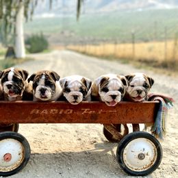 Bulldog Puppies from Fields’ Folly