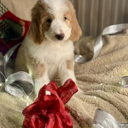 OOGIE BOOGIE - red abstract boy - Red male Bernedoodle puppy in Lookout, California from Remington Kennels, LLC