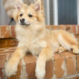 Dasher - Wolf sable Pomsky puppy in Greenville, South Carolina from Thicketty Mountain Pomskies