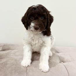 Parker - Brown and white male Aussiedoodle puppy in Allen, Texas from Calena’s Doodles