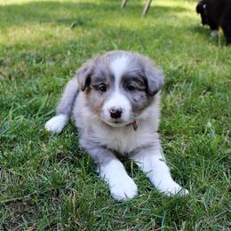 Border Collie Puppies from Team Reeves Ranch