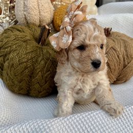 Girl 5 - female Cavapoochon puppy in Lucas, Ohio from Apricot Lane Puppy