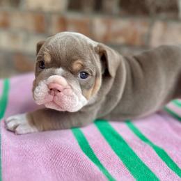 Jan - Lilac tri-color female Bulldog puppy in Hernando, Mississippi from Blues City Bulldogs
