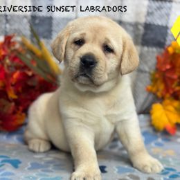 Yellow collar - Yellow female Labrador Retriever puppy in Beaverdam, Virginia from Riverside Sunset Labrador Retrievers