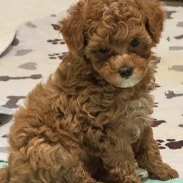Penny - Red  female Poodle puppy in Cedar Springs, Michigan from Pridespoodles