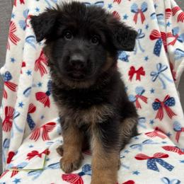 7up - Gretta - Black and red female German Shepherd puppy in Coplay, Pennsylvania from By My Side Germans Shepherds & Dobermans