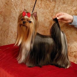 Putti - Yorkshire Terrier