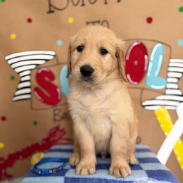 Back to school themed litter - Golden male Golden Retriever puppy in Belton, South Carolina from McAbee’s Golden Retrievers