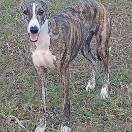 Whippets from Merakiwhippets
