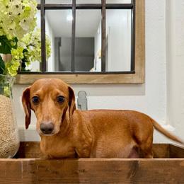 Dolly - Dachshund