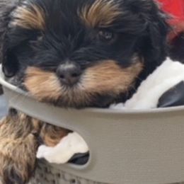 Assorted Doodle Crosses from Yoriko's Puppies