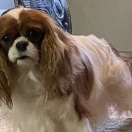 Rianna - Cavalier King Charles Spaniel