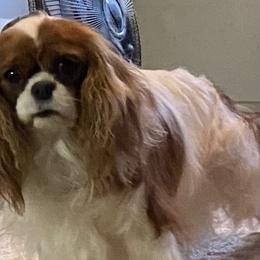 Rianna - Cavalier King Charles Spaniel